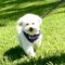 Finnegan #505