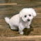Finnegan #505