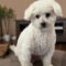 Finnegan #505