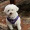 Finnegan #505