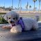 Teddy #521