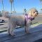Teddy #521