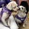 Daisy #526