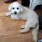 Lola #523